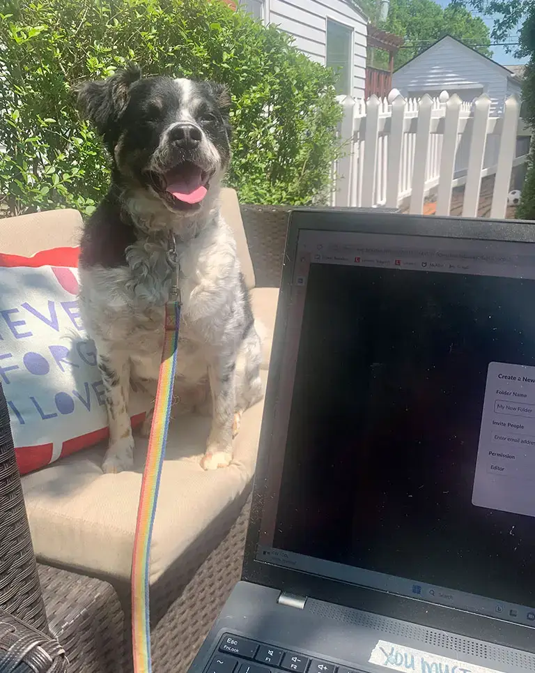 a dog sitting on a chair with a laptop